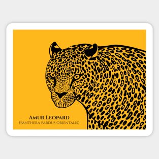 Amur Leopard with Common and Scientific Names - animal design Sticker